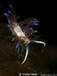 Cratena peregrina by Walter Bassi 